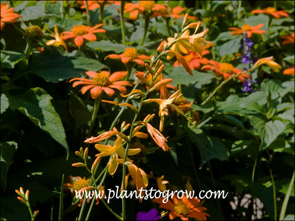 Crocosmia George Davidison growing with Tithonia Mexican Sunflower.